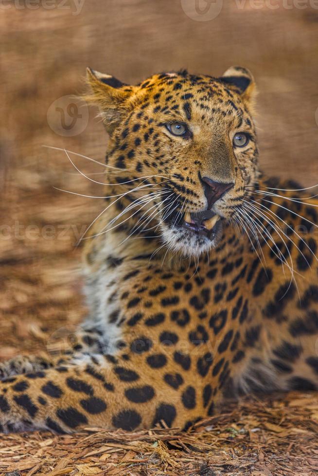 A wild Leopard seen on a safari in South Africa. Beautiful animal portrait, soft sunlight. Persian leopard Panthera pardus saxicolor photo