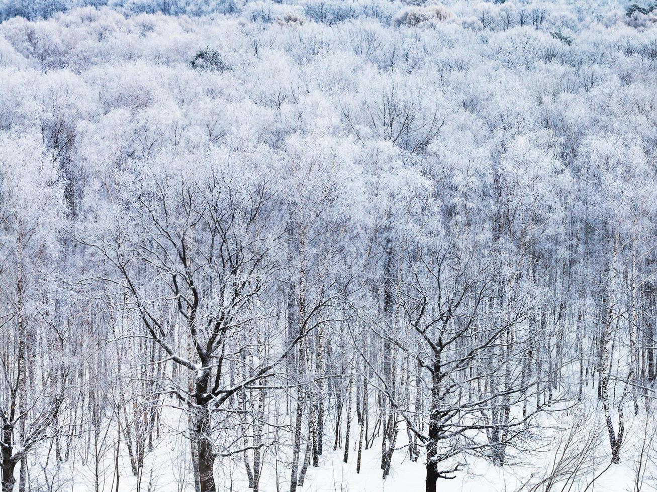 robles cubiertos de nieve en la mañana de invierno foto