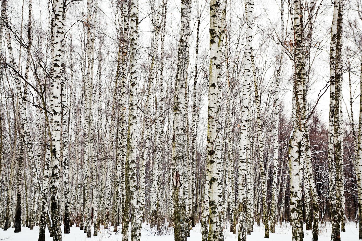 birch woods in cold winter day photo