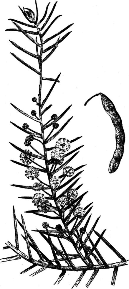 Acacia Tenuifolia vintage illustration. vector