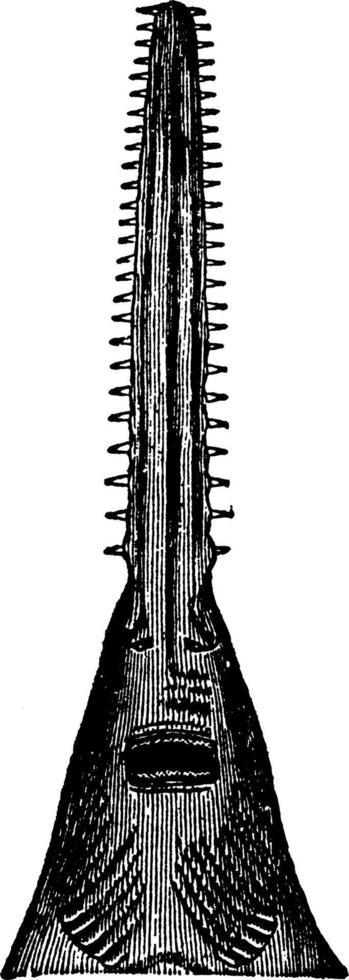 Sawfish Head, vintage illustration. vector