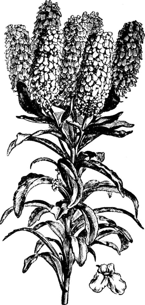 Flowering Branch and Detached Flower of Iberis Coronaria vintage illustration. vector
