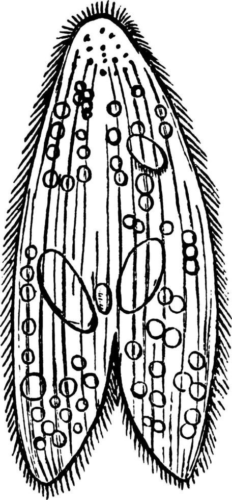 Paramecium, vintage illustration. vector