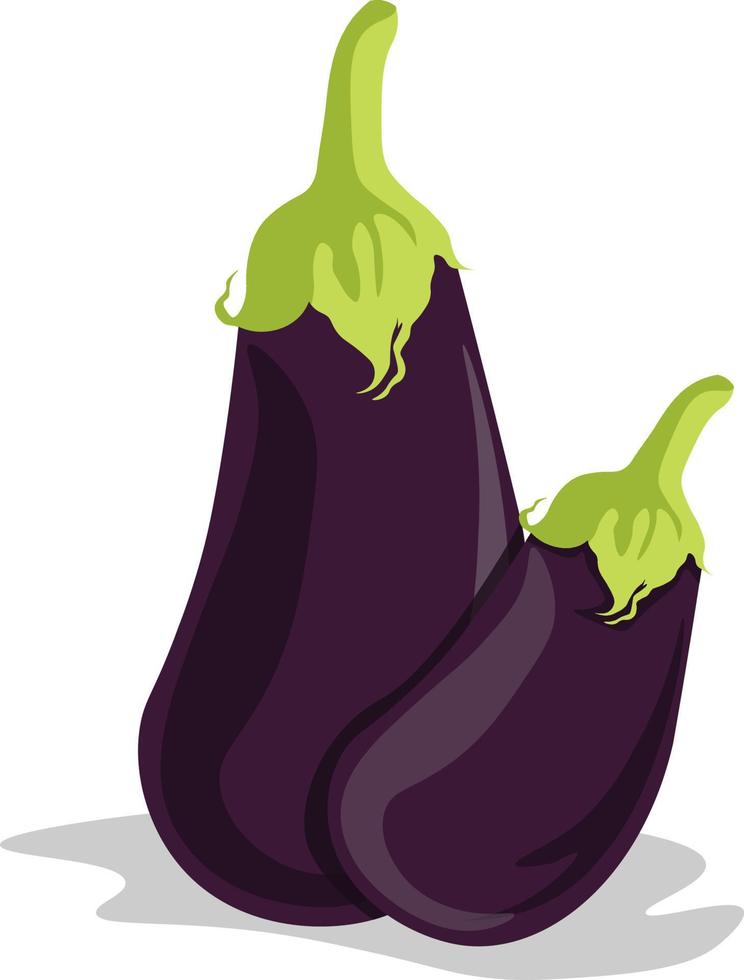 Berenjena púrpura, ilustración, vector sobre fondo blanco