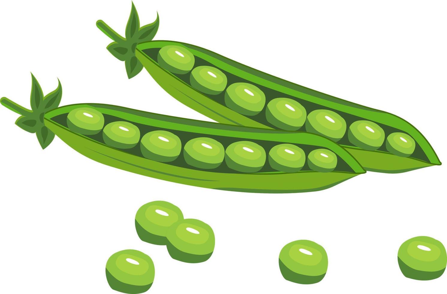 Green peas, illustration, vector on white background