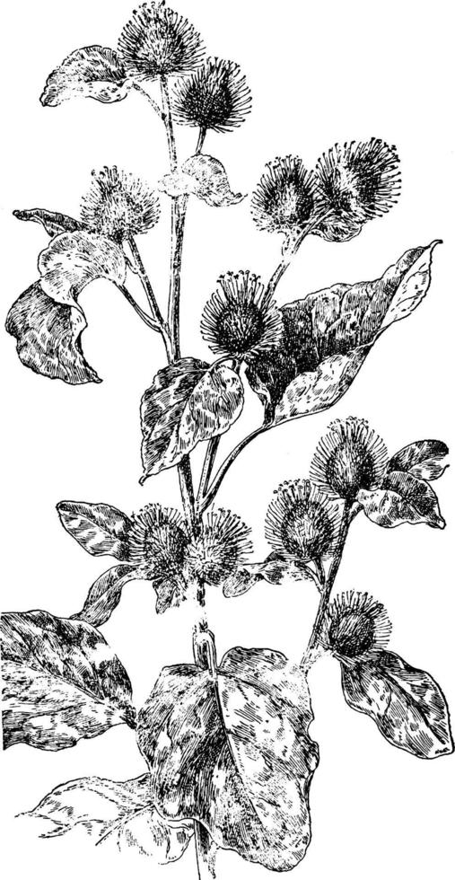 Smaller Burdock vintage illustration. vector