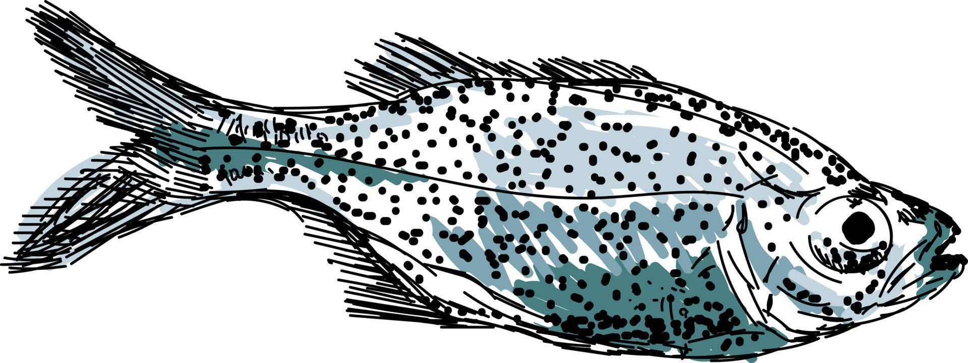 Aholehole fish, ilustración, vector sobre fondo blanco.