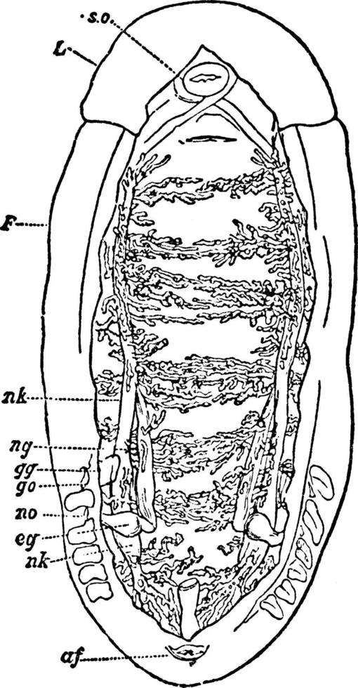 disección de los órganos renales de un quitón, ilustración antigua. vector