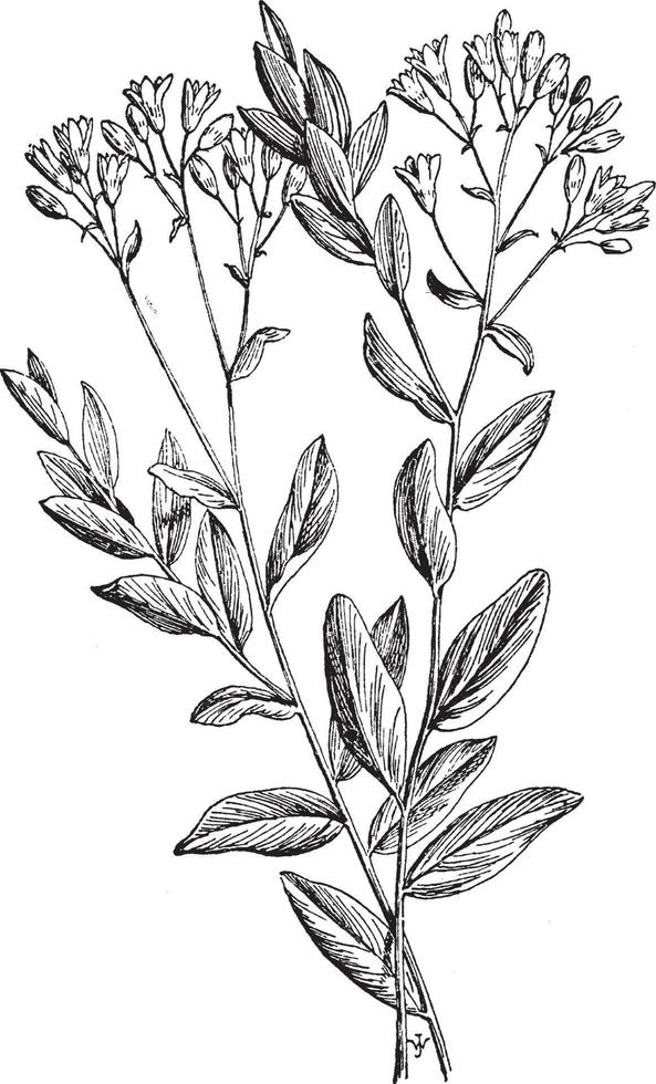 Comandra Umbellata vintage illustration. vector