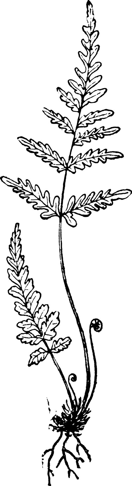 Silver Fern vintage illustration. 13599597 Vector Art at Vecteezy