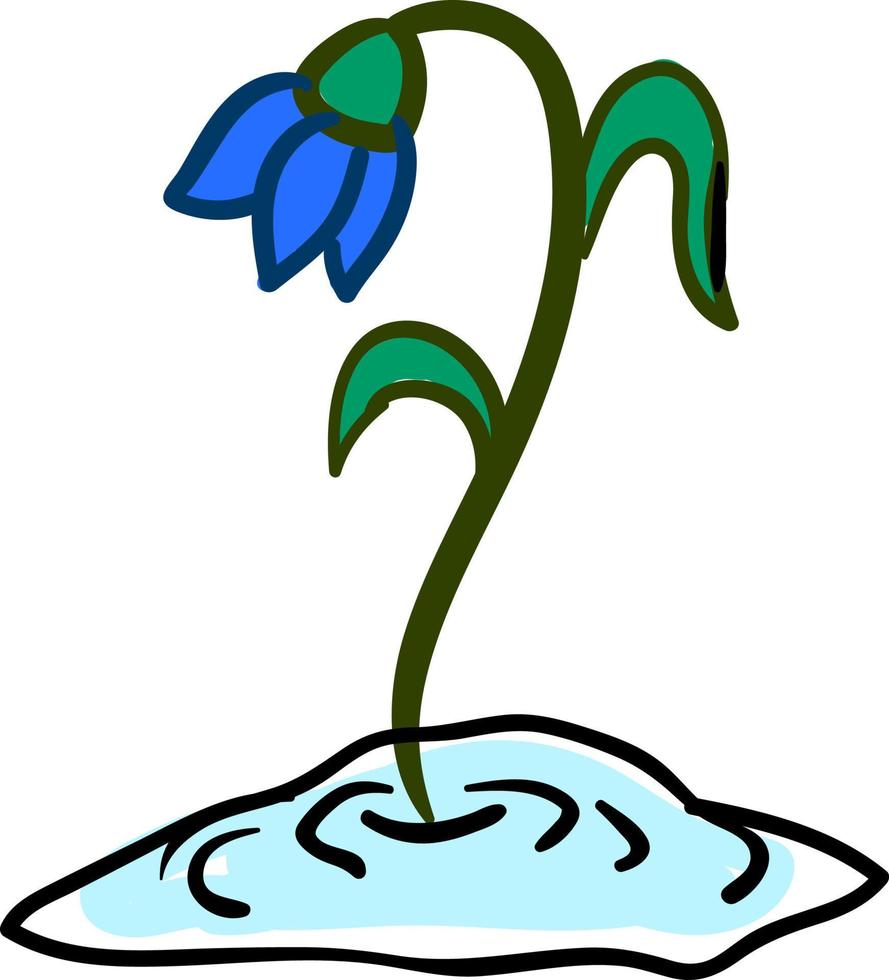 Snowdrop flower, illustration, vector on white background.