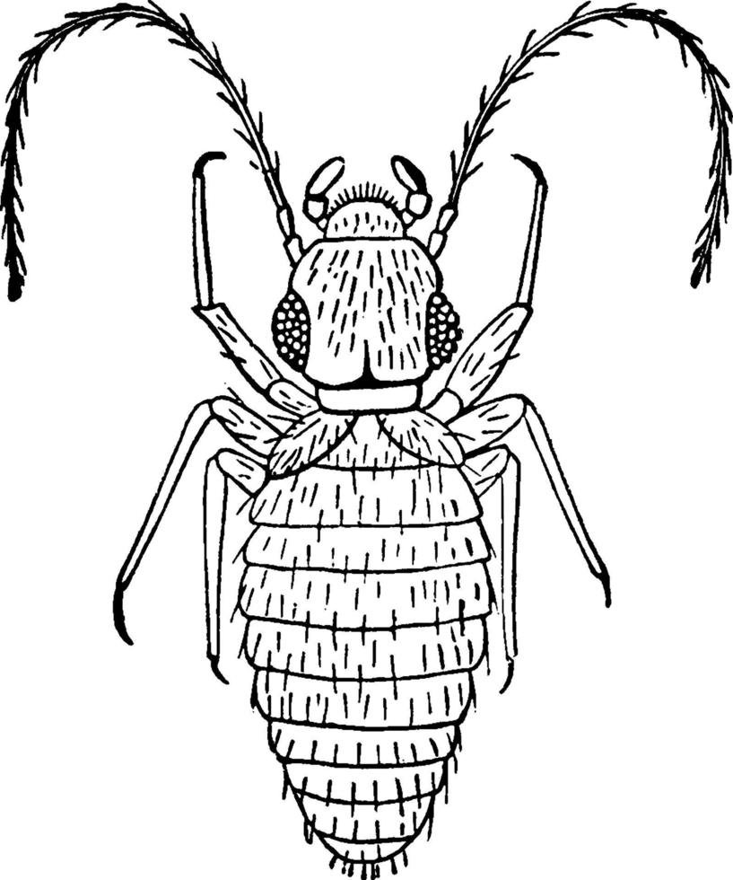 Book Louse, vintage illustration. vector