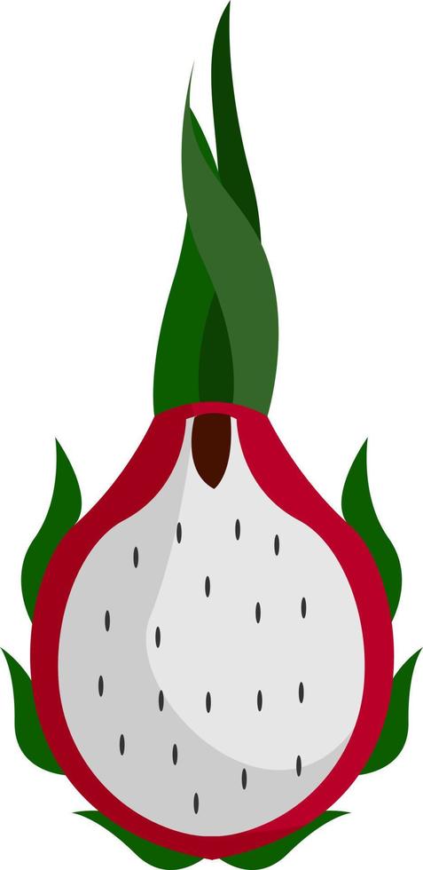 Pitahaya cactus, illustration, vector on white background.