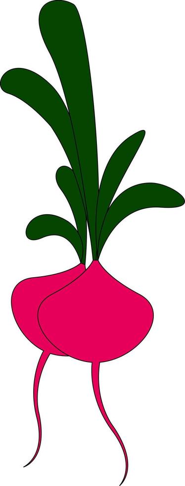 Pink beet with green leafs, illustration, vector on white background.