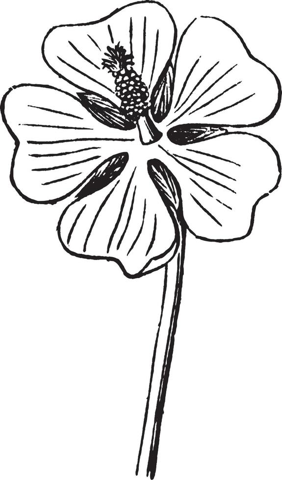 Flower, Marsh, Mallow, Europe, Asia vintage illustration. vector