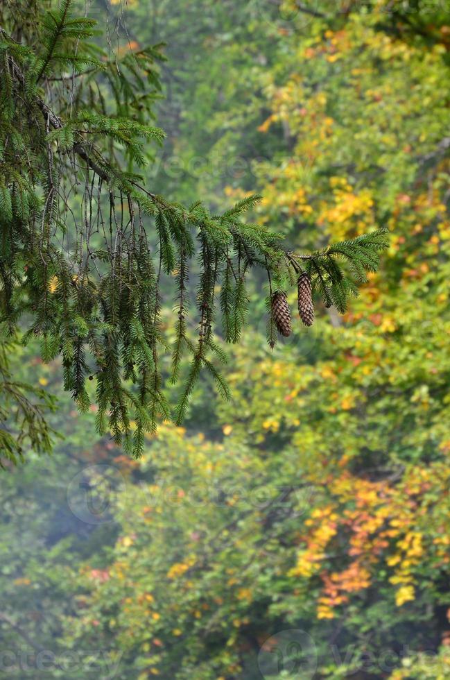 Branch of European spruce with a pair of cones against the background of a misty coniferous forest photo