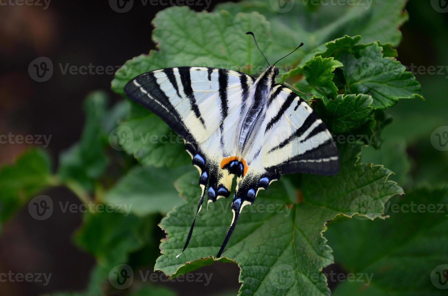 Escasa cola de golondrina iphiclides podalirius rara mariposa europea está sentada en los arbustos de frambuesas florecientes foto