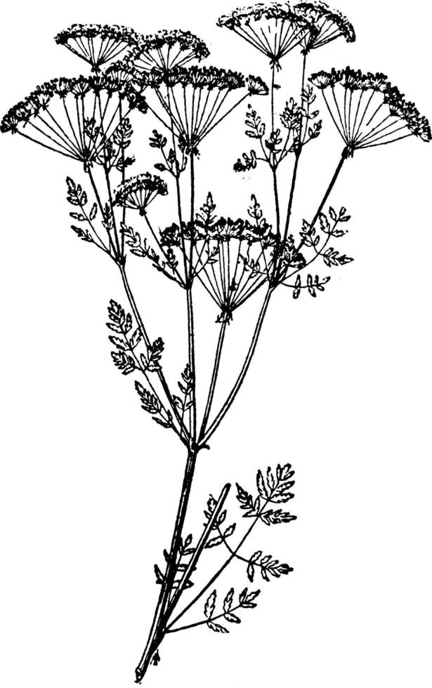Poison hemlock vintage illustration. vector