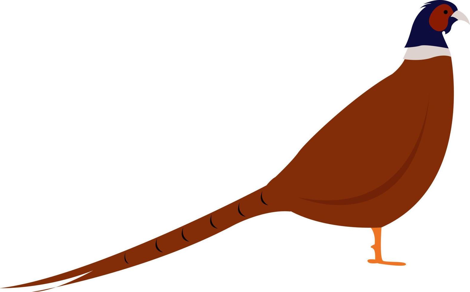 Pheasant bird, illustration, vector on white background.