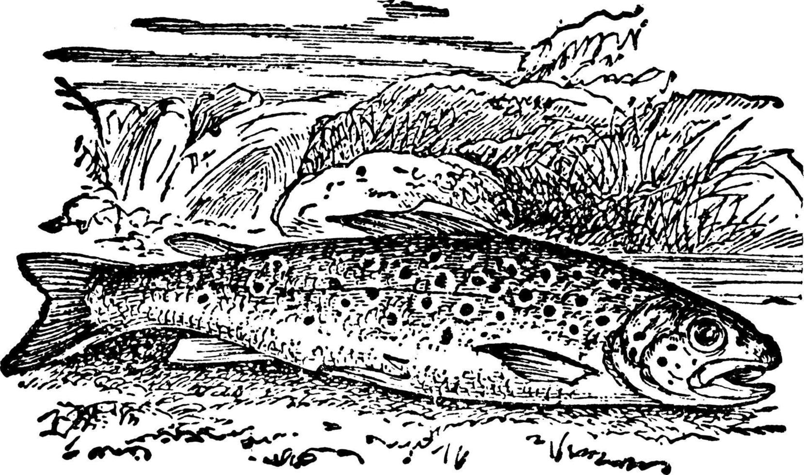 trucha de río común, ilustración vintage. vector