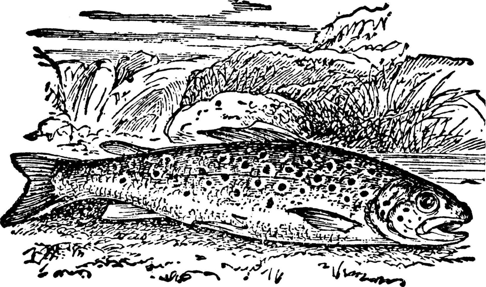 Common River Trout, vintage illustration. vector
