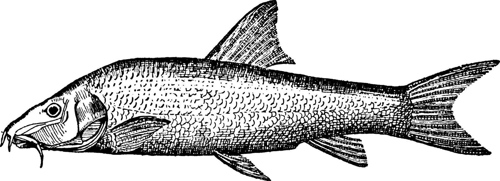 Barbel Barbus Freshwater fish, vintage illustration. vector