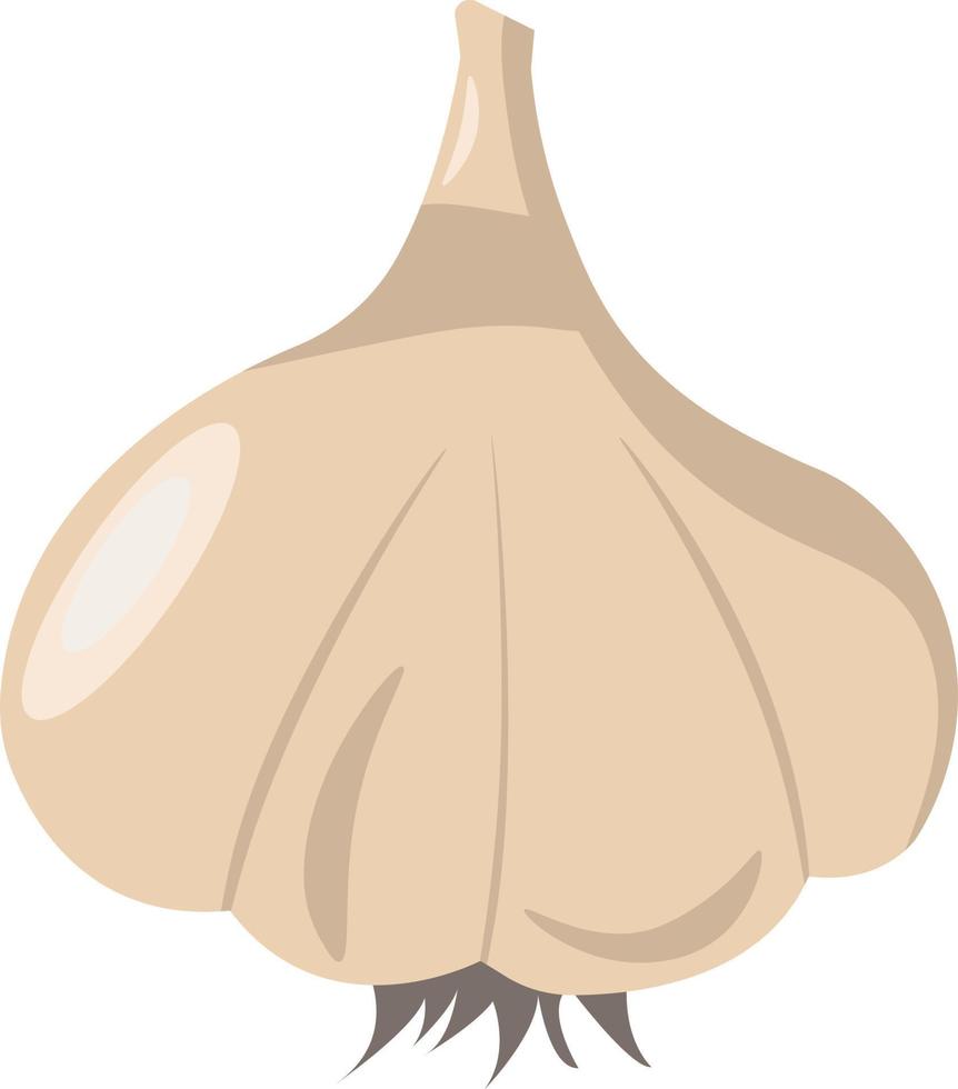 Garlic, illustration, vector on white background.