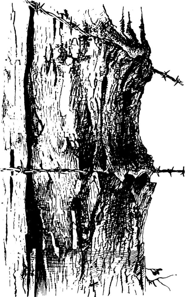 Fencepost, Cutting into a Tree vintage illustration. vector