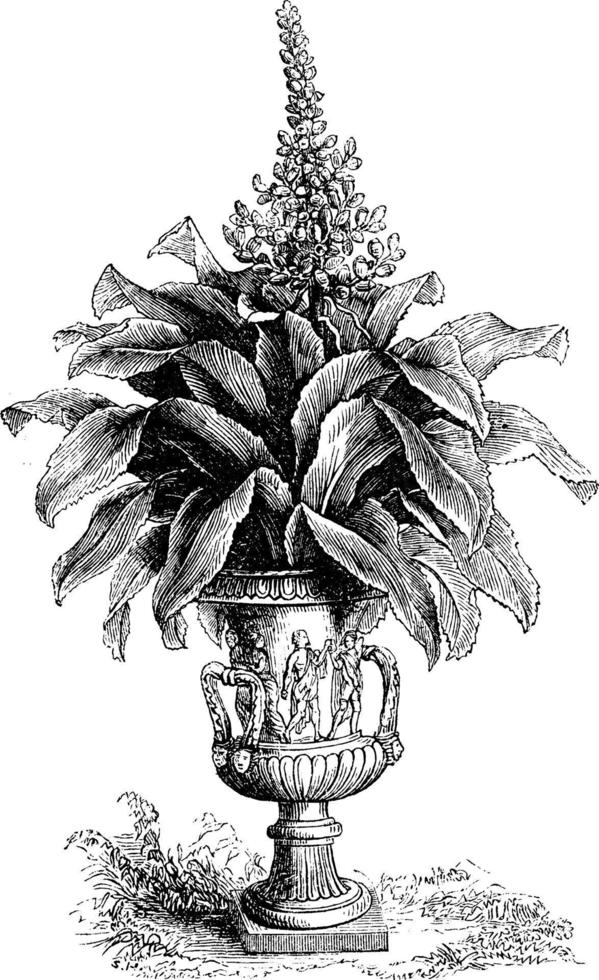 Coralberry, vintage illustration. vector