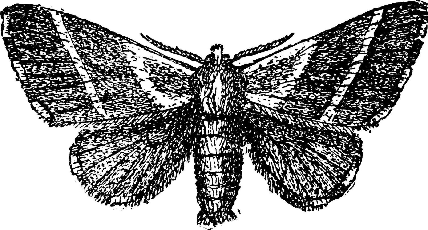 Tent Caterpillar Imago, vintage illustration. vector
