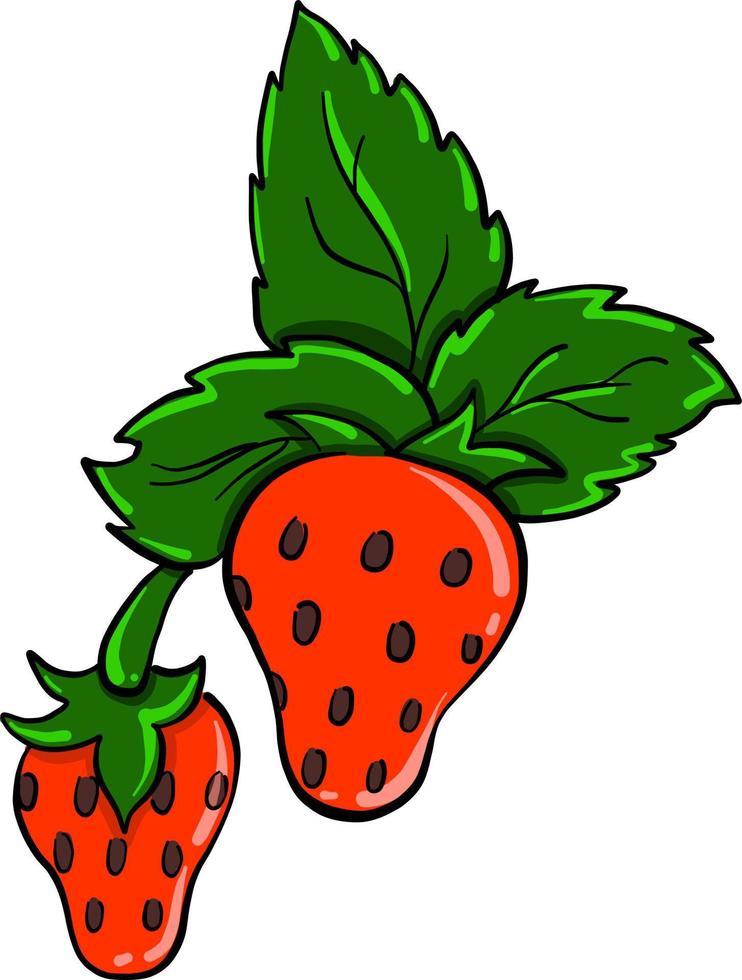 Strawberry drawing, illustration, vector on white background