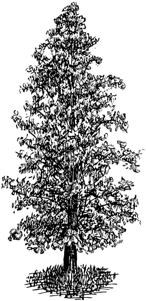 Bald Cypress in Cultivated Form vintage illustration. vector