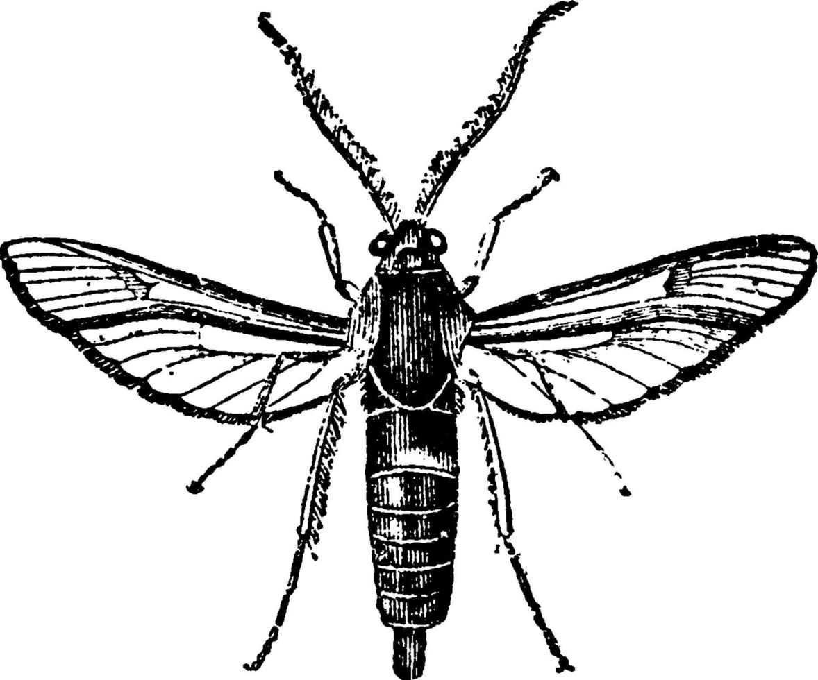 sesiidae, ilustración antigua. vector