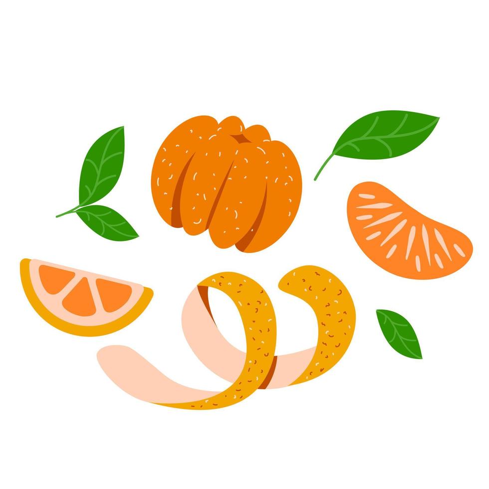 A set of citrus fruits. Peeled tangerines. Tangerine jam recipe. Orange fruit and peel vector