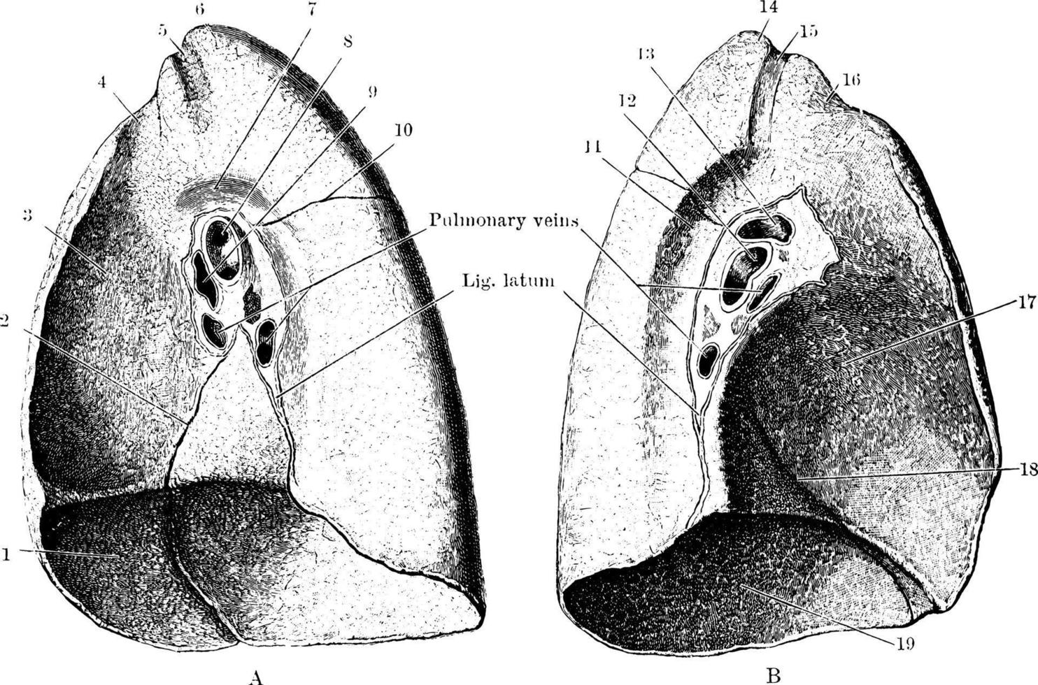 superficies mediastínicas de los pulmones, ilustración antigua. vector