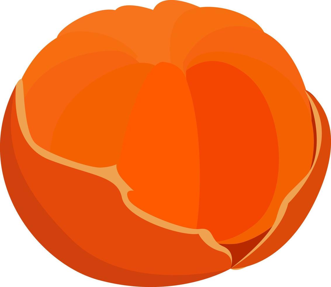 Mandarin, illustration, vector on white background.