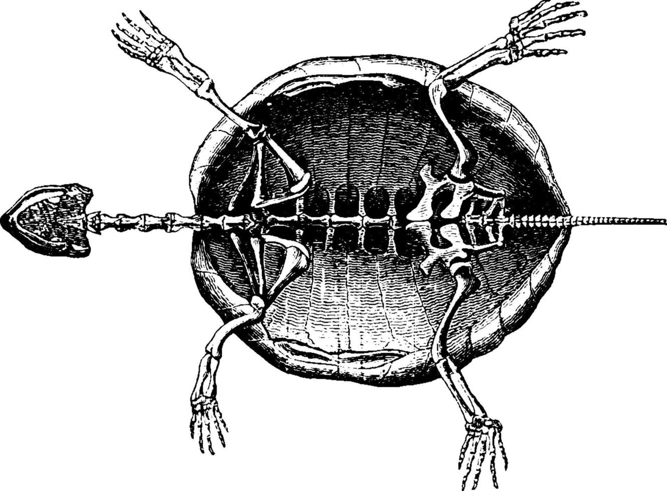 esqueleto de tortuga, ilustración vintage. vector