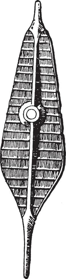 Sumatran shield, vintage illustration. vector