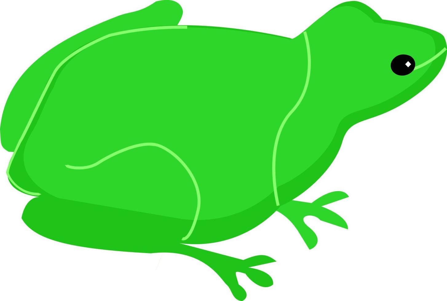 Green frog, illustration, vector on white background.