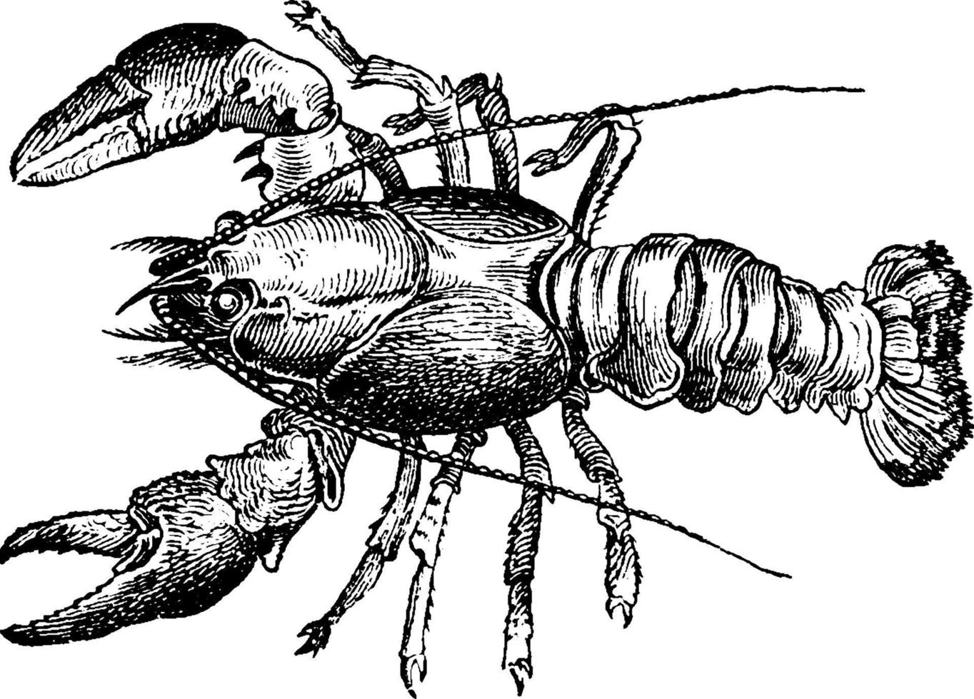 Lobster, vintage illustration. vector