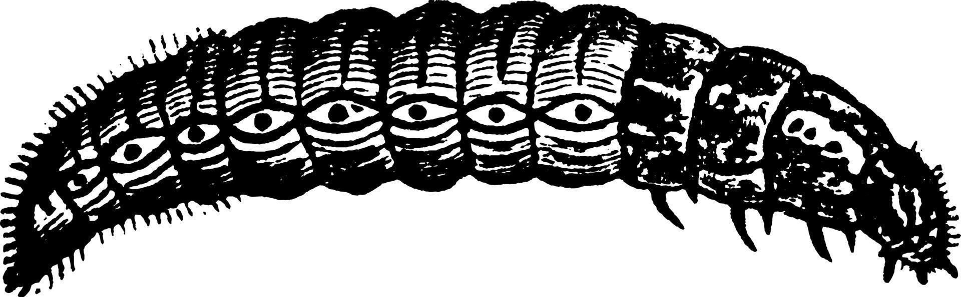 Bagworm, vintage illustration. vector