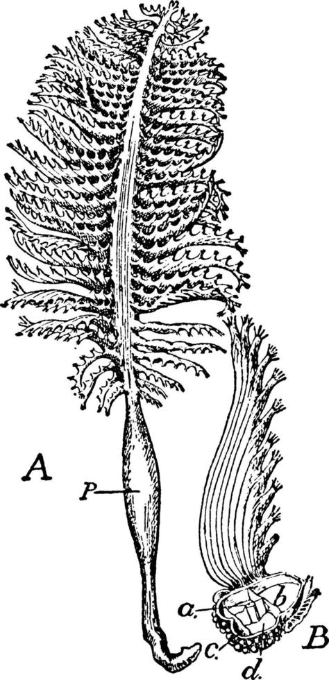 Pennatula Phosphorea, vintage illustration. vector