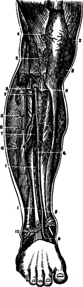 Anterior Tibial Artery, vintage illustration. vector