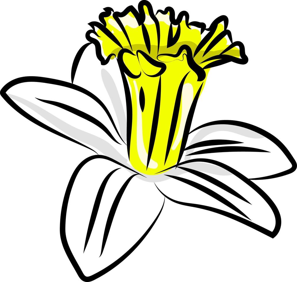 Narcissus, illustration, vector on white background.