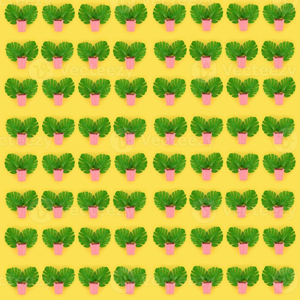 Tropical palm monstera leaves lies in a pastel pails on a colored background. Flat lay trendy minimal pattern. Top view photo