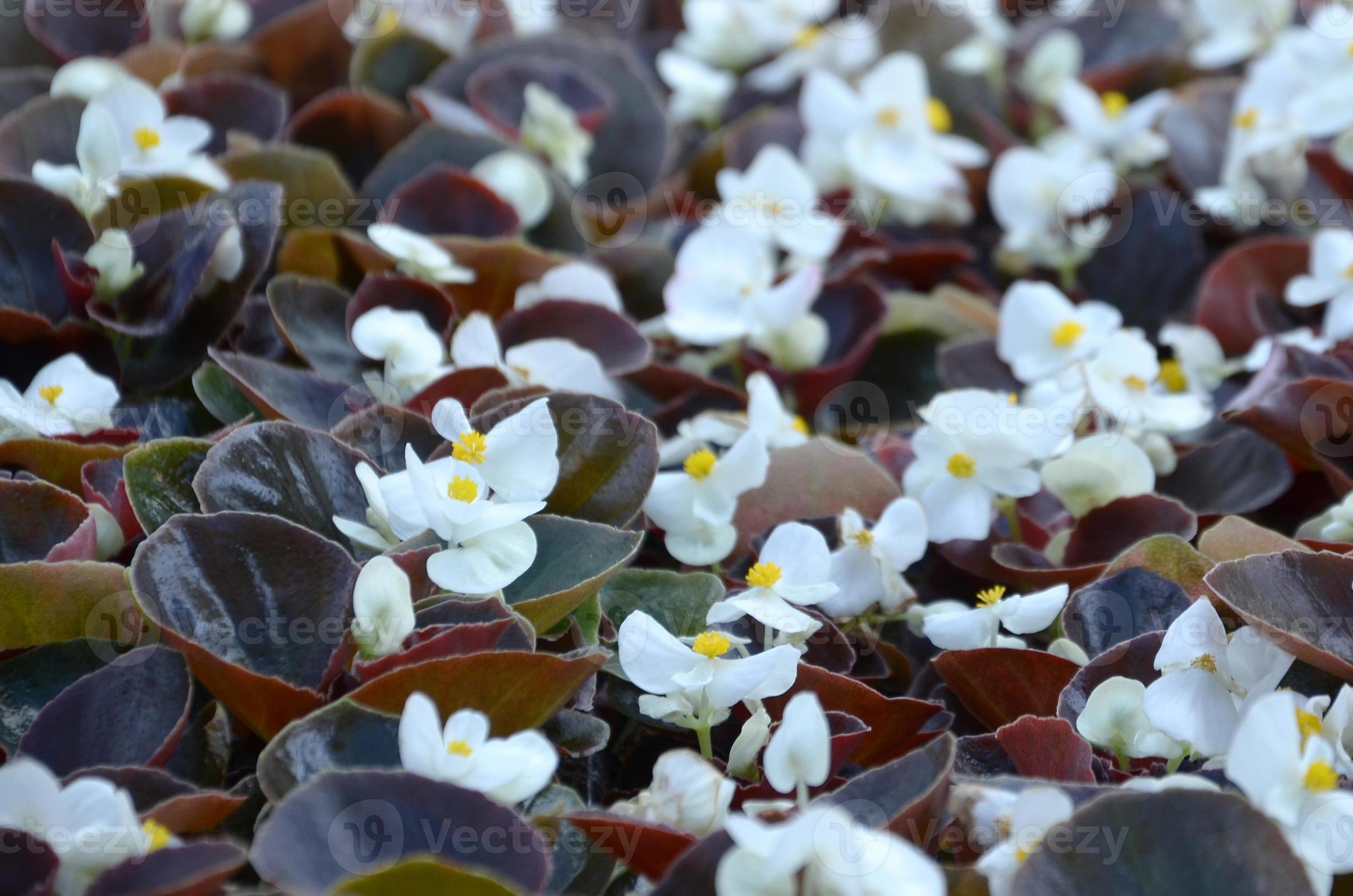 White Begonia cucullata also known as wax begonia and clubed begonia
