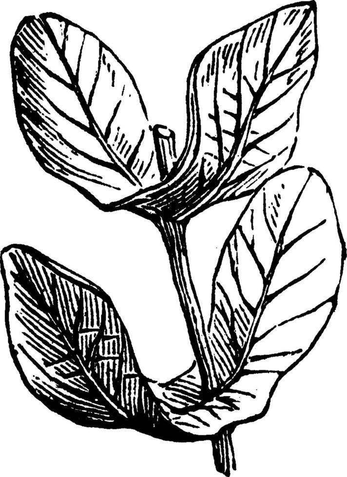 Connate Leaves, vintage illustration. vector