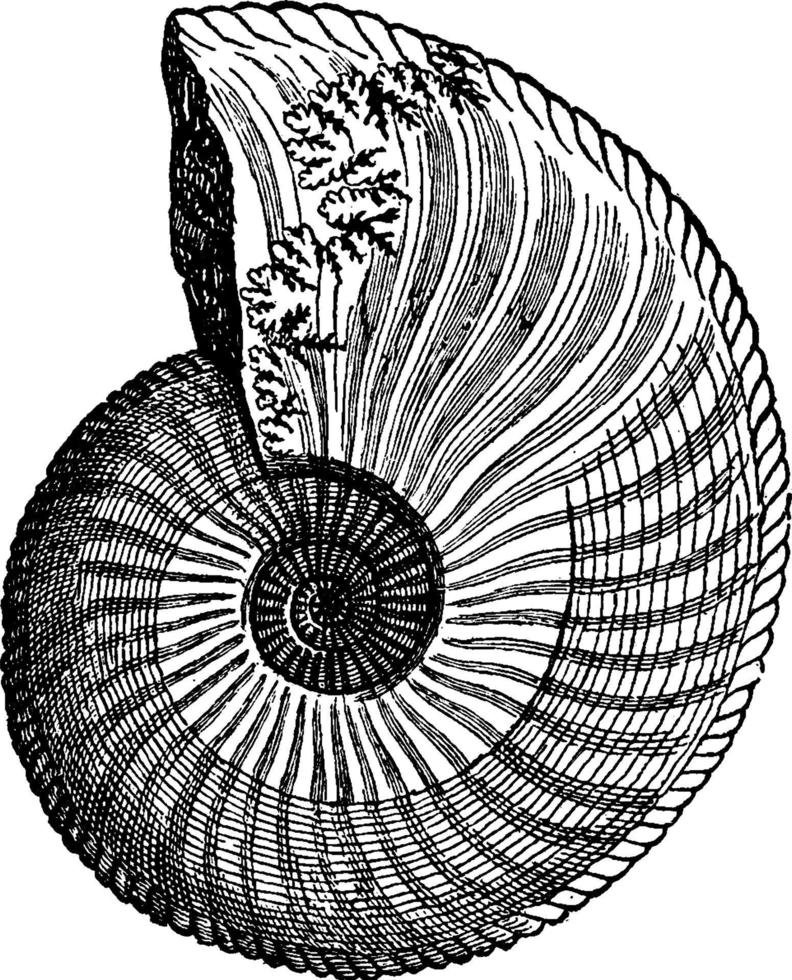 Ammonite, vintage illustration. vector