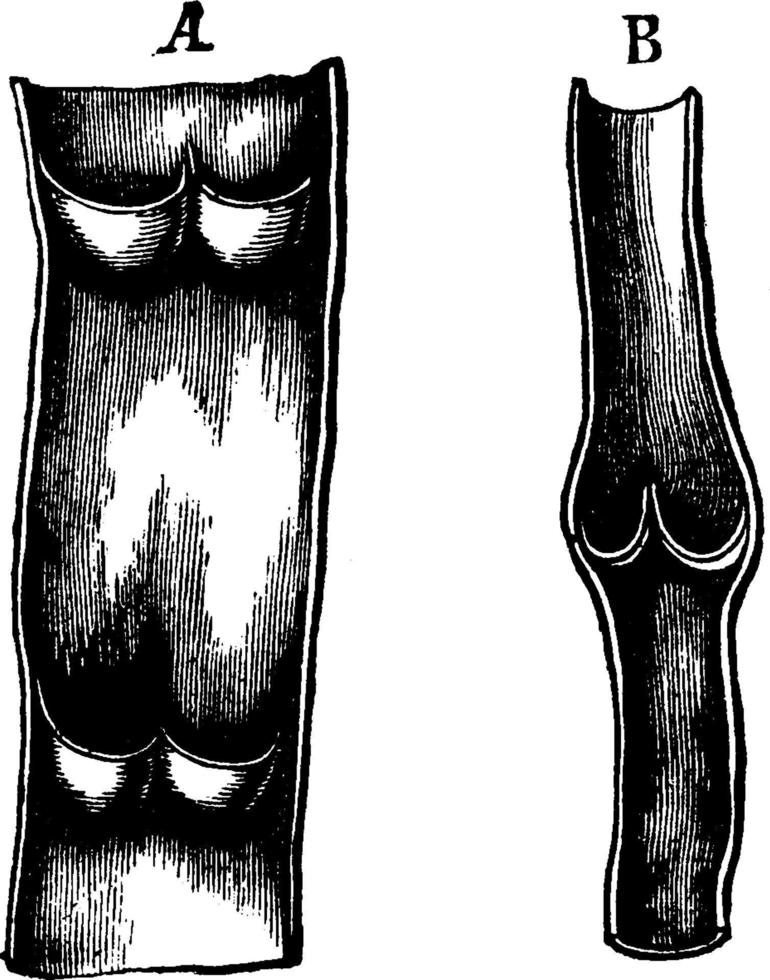 Structure of a Vein, vintage illustration. vector