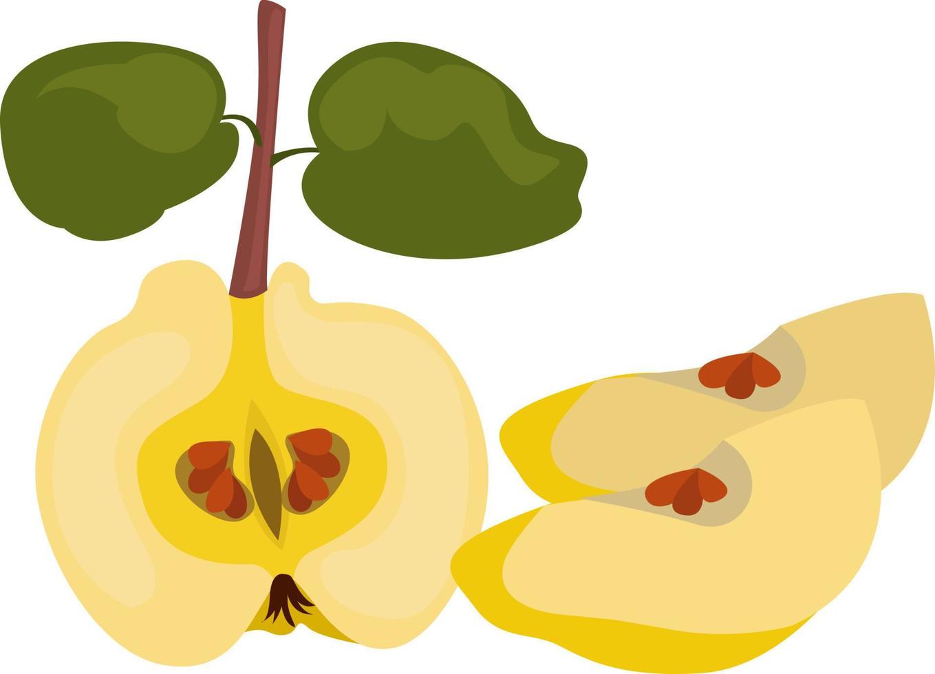 Half quince, illustration, vector on white background